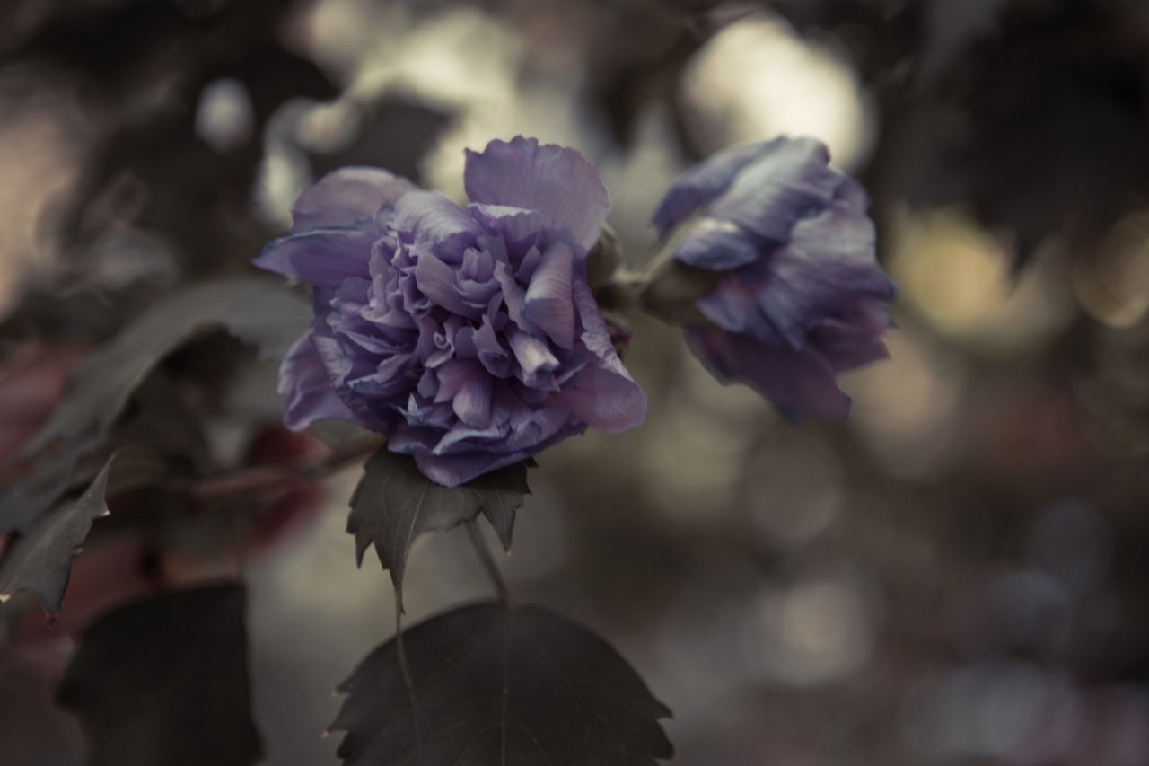a stunning close up of a purple hibiscus flower showcasing its delicat