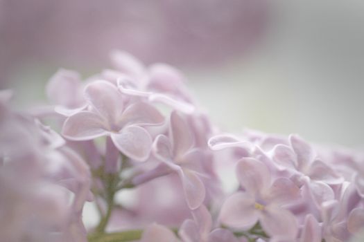 丁香花以细腻的柔和焦点被捕捉，是宁静花卉背景的理想选择