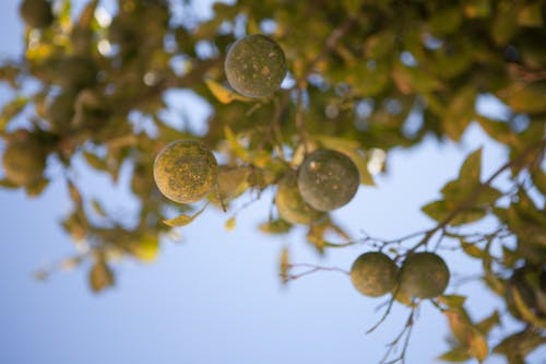Gelbe Runde Frucht Auf Baum