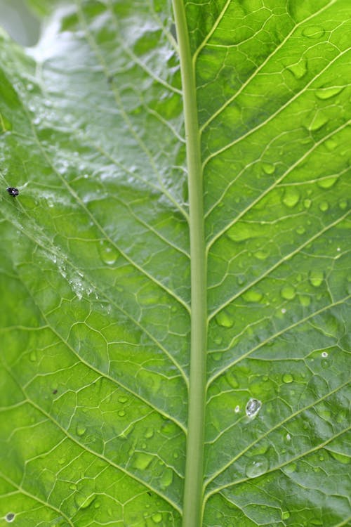 Close Up Shot of a Leaf