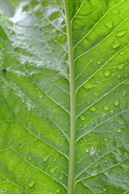 녹색 잎에 검은 개미