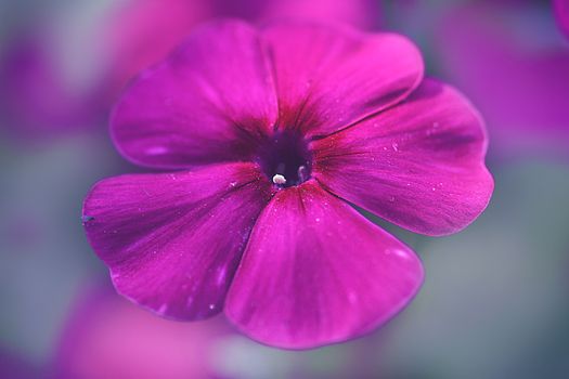Vivid magenta flower in close-up macro shot showing delicate petal texture.