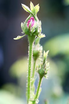 柔焦镜头下，自然背景中，充满活力的粉红色玫瑰花蕾与露珠的特写