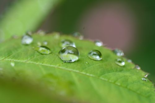Free Macro shot capturing fresh water droplets resting on a vibrant green leaf. Stock Photo