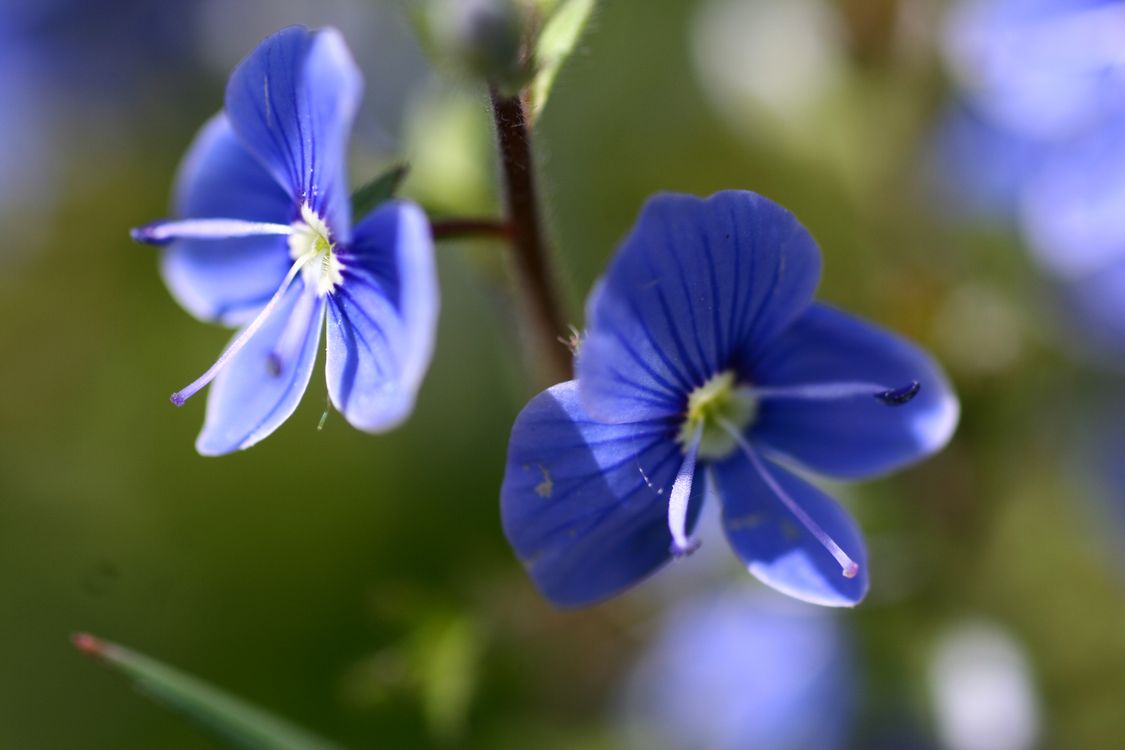 Blue Speedwell Flowers · Free Stock Photo