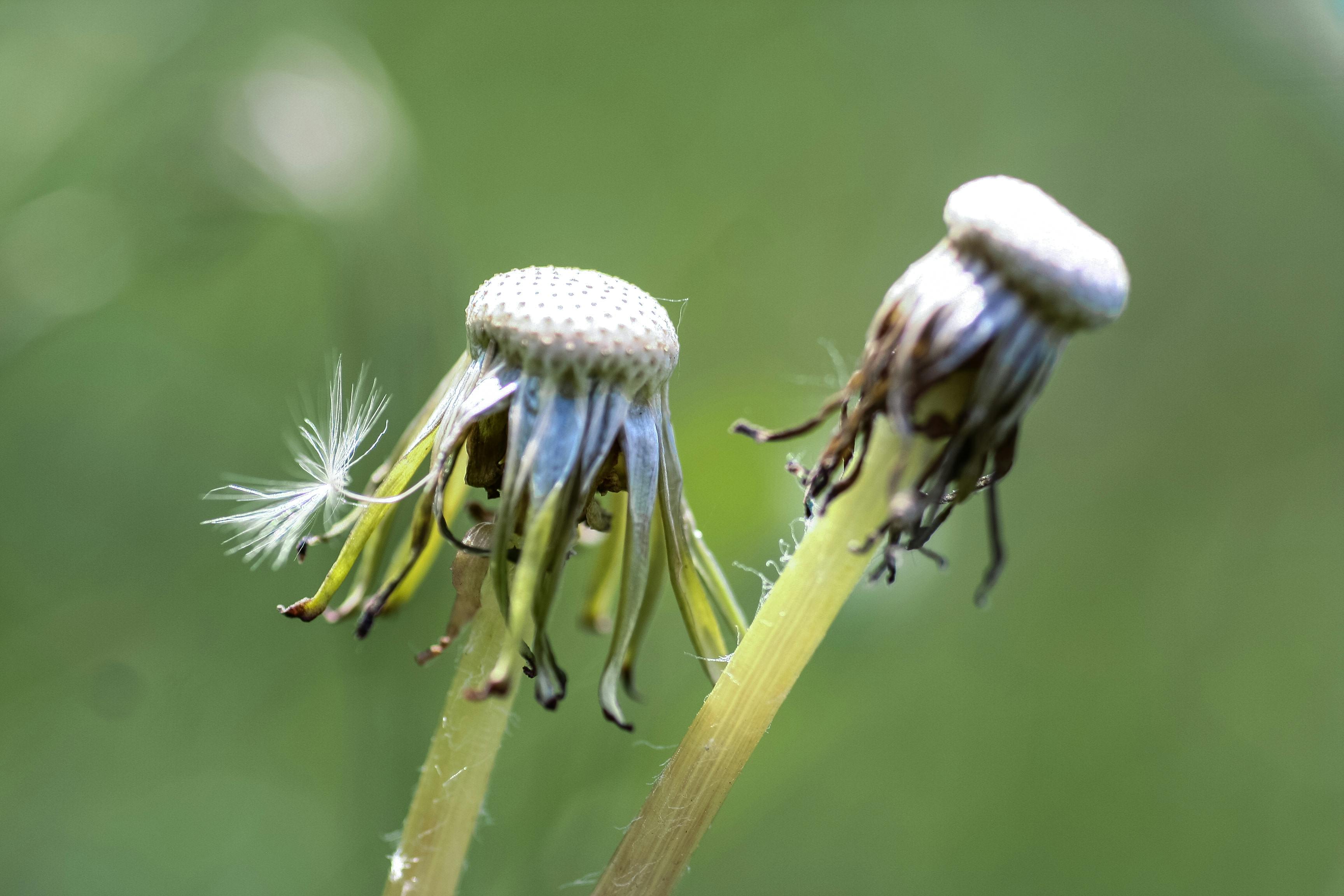 Seedless Dandelions · Free Stock Photo