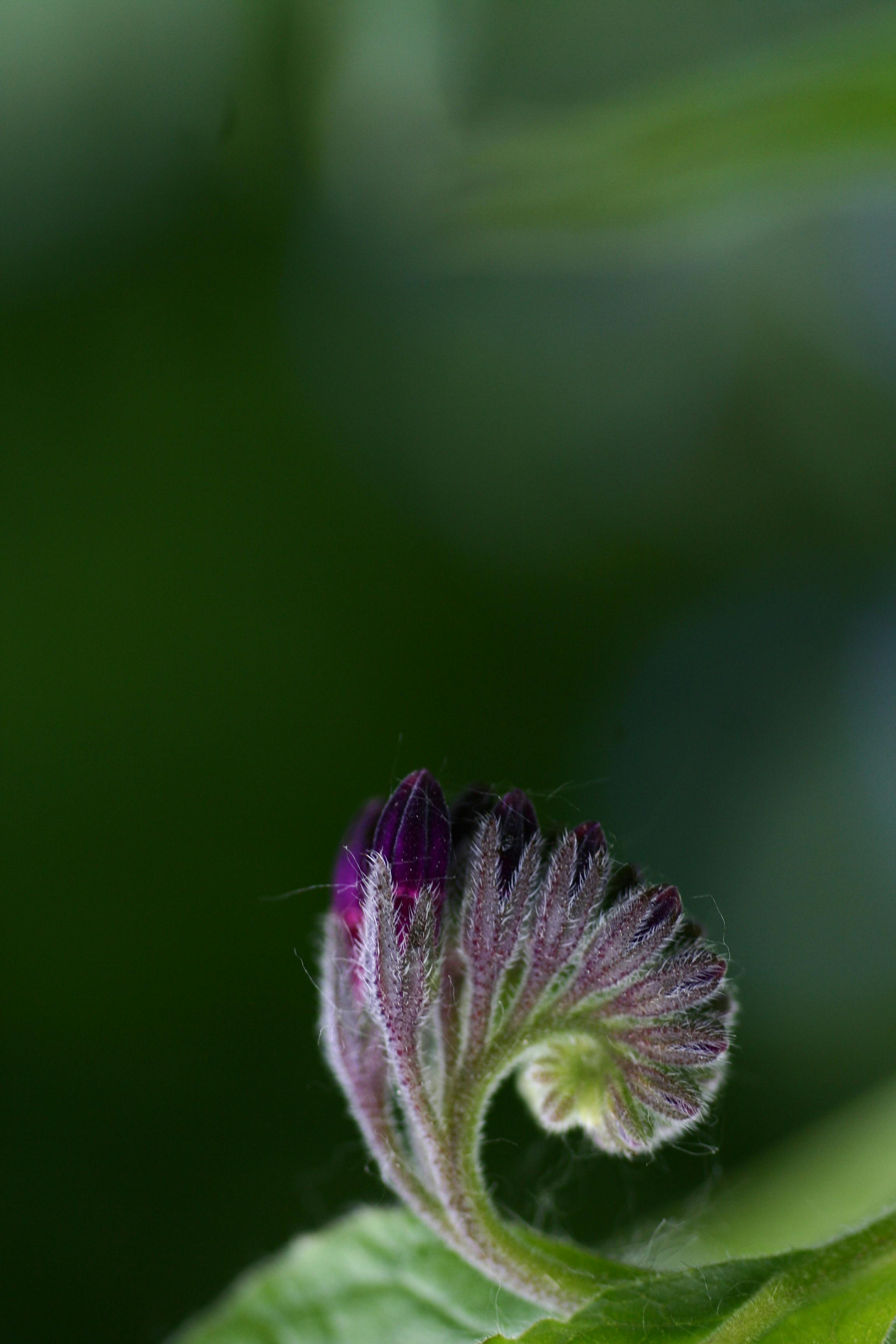 柔焦背景中紫色花蕾与绿叶的细节特写