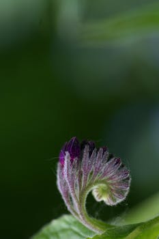 柔焦背景中紫色花蕾与绿叶的细节特写
