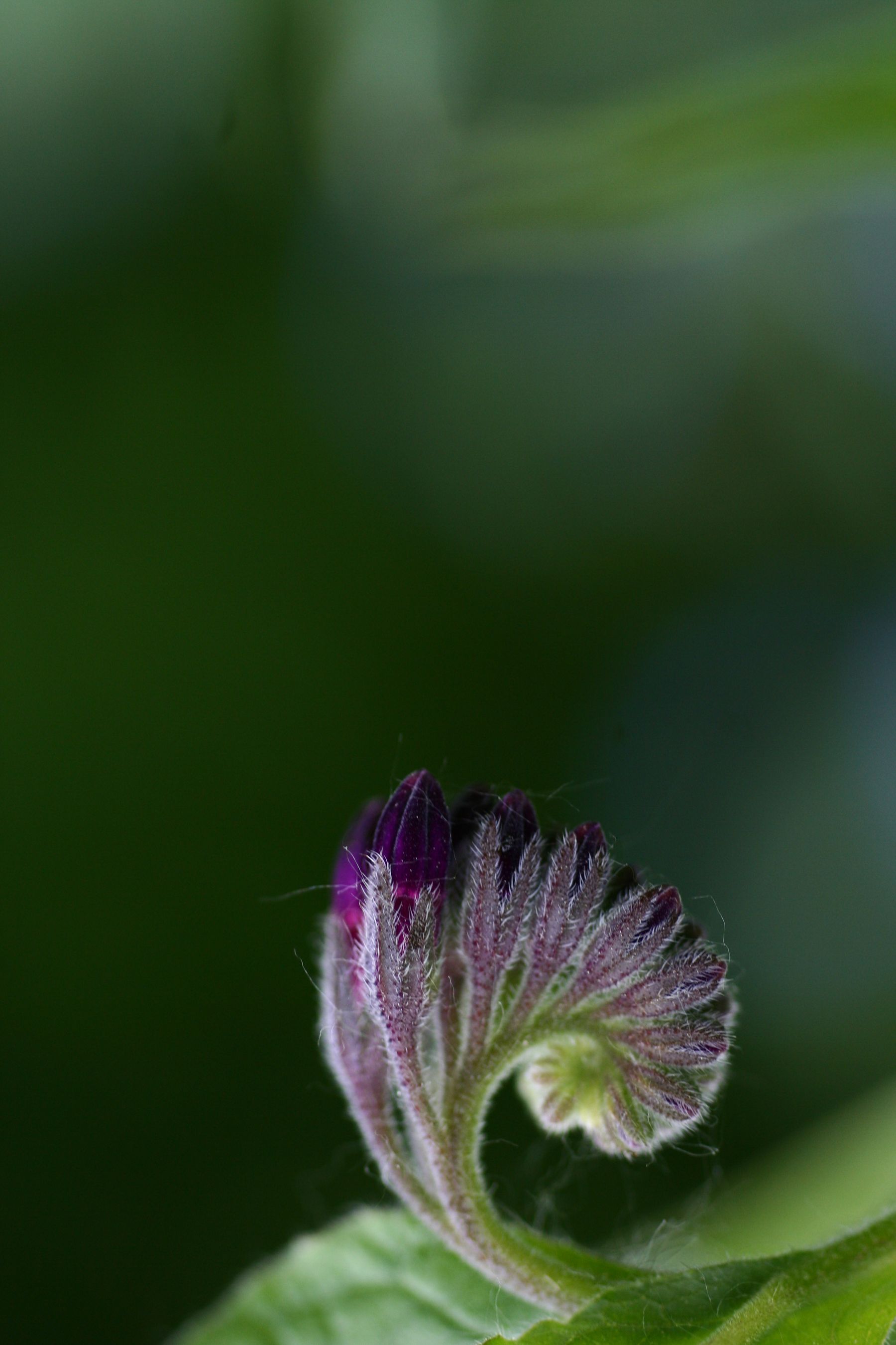 How to Use Comfrey Tea How to Use Comfrey Tea