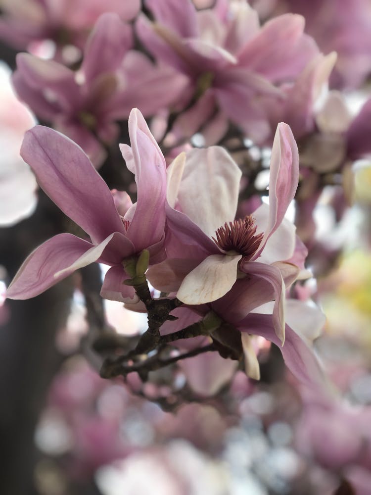 Lovely Magnolia Flowers In Close-Up Shot