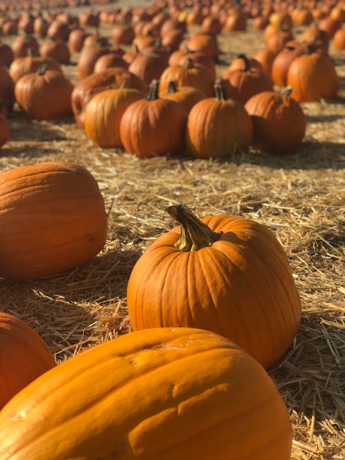 Calabazas Naranjas En Un Campo