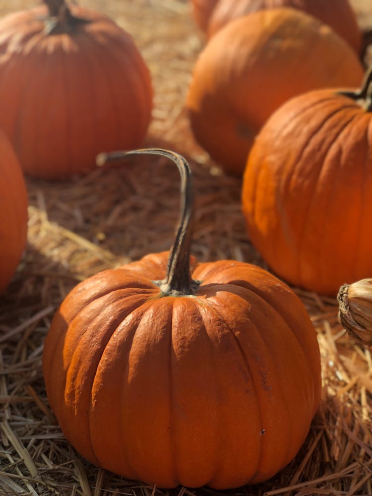 Orange Pumpkins On Hay Field