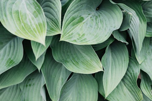 Green leaves of exotic plant on daylight