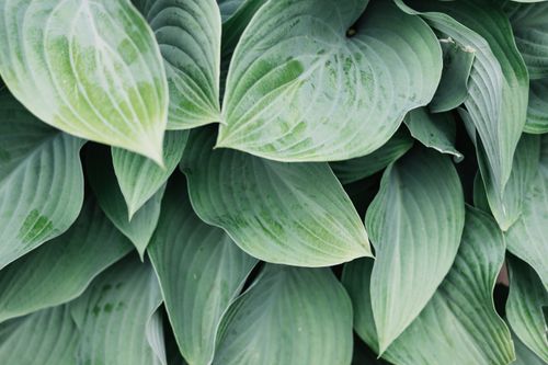Free Textured green leaves of exotic tropical plant growing in botanical garden in sunny day Stock Photo