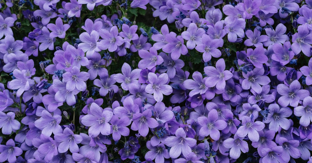 Purple Flowers With Green Leaves · Free Stock Photo