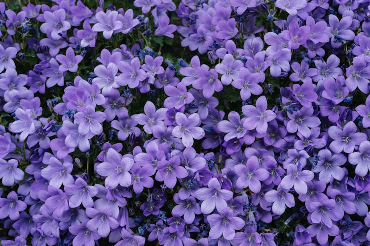 Purple Flowers With Green Leaves