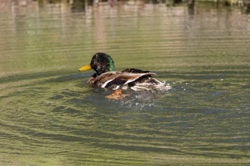 Free stock photo of duck