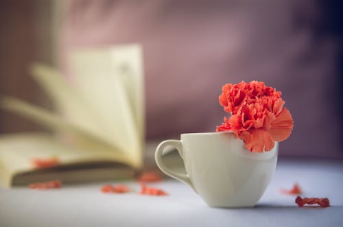 Free stock photo of bloem, boek, cappuccino