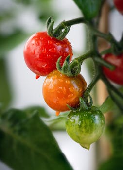 Red and Green Fresh Tomatoes with the Quote "I hope we shall crush in its birth the aristocracy of our monied corporations which dare already to challenge our government to a trial by strength, and bid defiance to the laws of our country." written on it and have average color value #786F4F