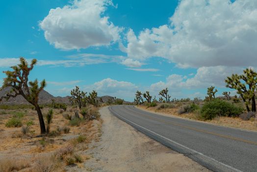 一条沙漠道路风景如画，两旁排列着约书亚树，天空蔚蓝，云层蓬松