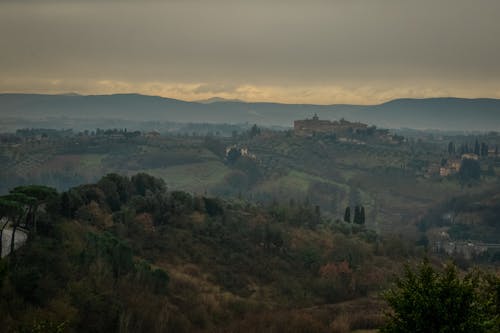 Wide Shot of a Land Full of Trees