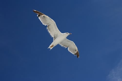 herring gull