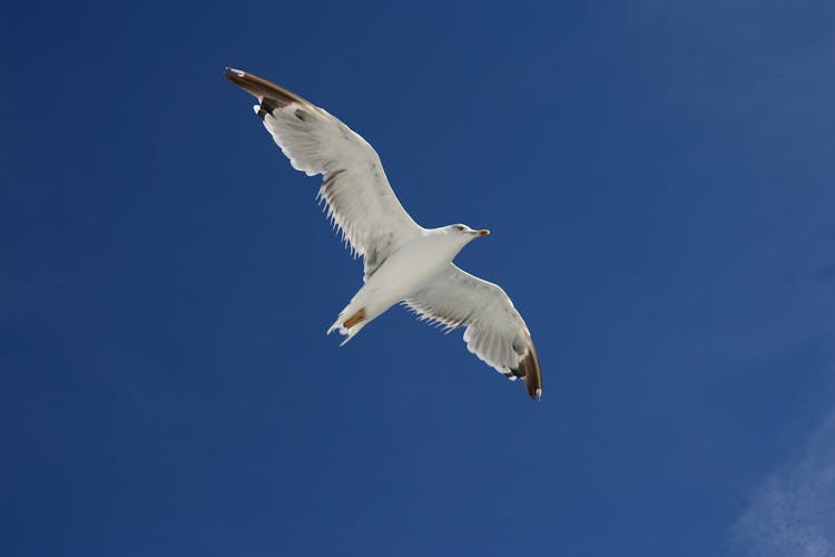 White European Herring Gull Bird Flying