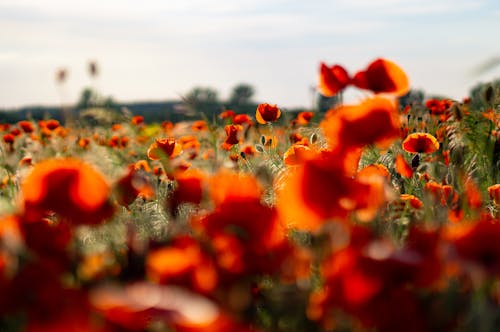 Orange Flowers in the Field