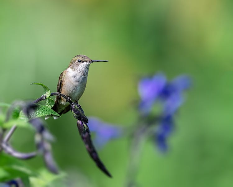 Colibri Sitting On Branch Of Plant