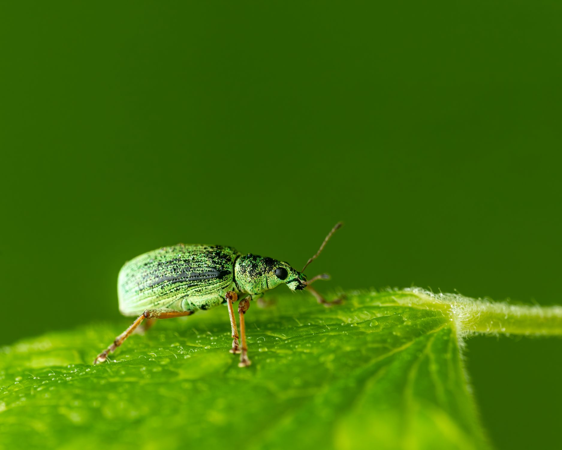 Green Beetle on Green Leaf in Close Up Photography · Free Stock Photo