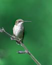 Green and White Humming Bird