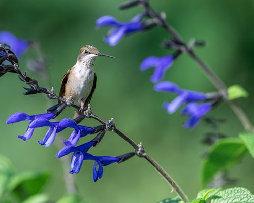 Free Brown and White Bird on Purple Flower Stock Photo