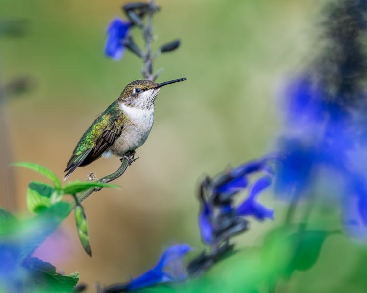 Small Hummingbird Sitting On Branch Of Flower