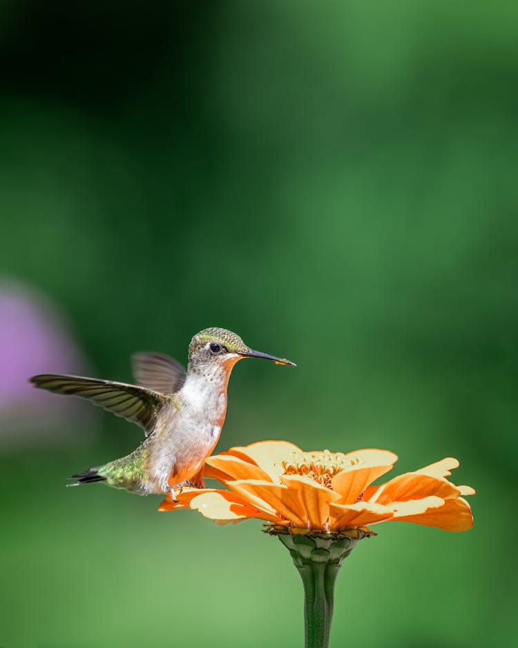 Tiny Hummingbird Sitting On Flower