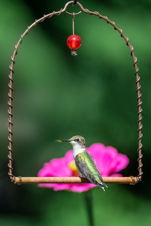 Green and White Humming Bird Perched on Wooden Stick