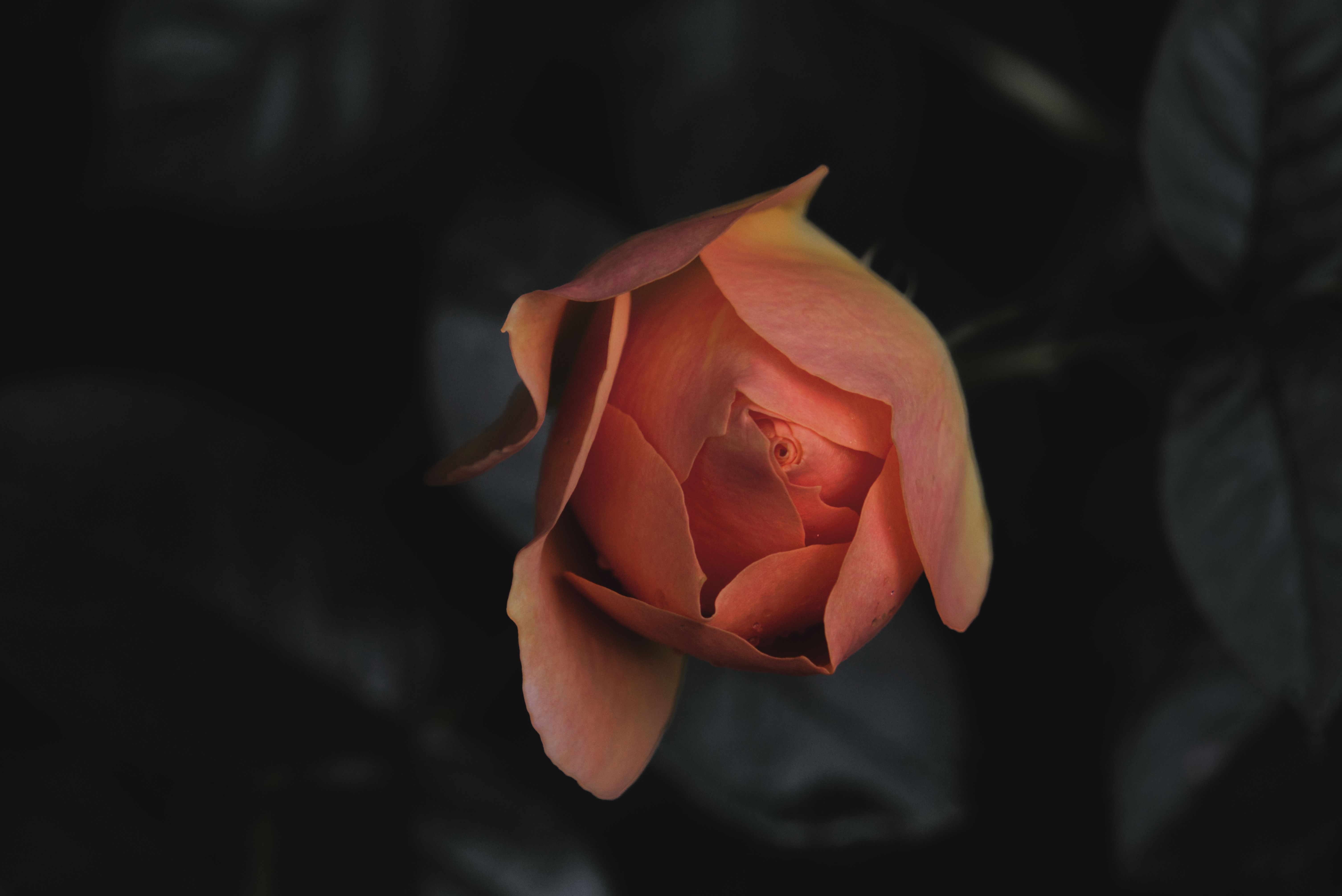 柔和的灯光下，精致的玫瑰花蕾特写突出了它温柔的花瓣与花朵