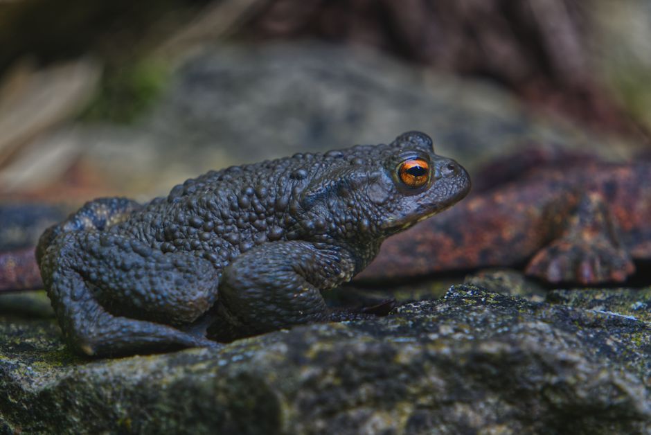 Detailed close-up of a common toad resting on a rock, showcasing its textures and colors.