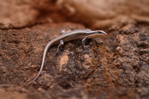 Free Detailed macro shot of a lizard on textured rocks in natural habitat. Stock Photo