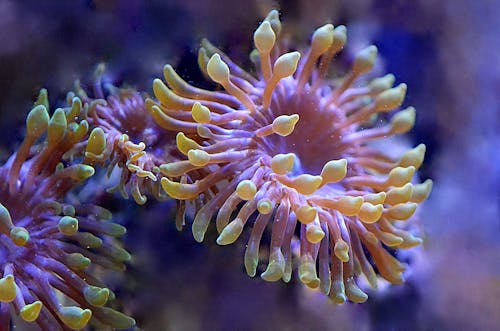 คลังภาพถ่ายฟรี ของ ชีววิทยา, ชีวิตทางทะเล, ดอกไม้