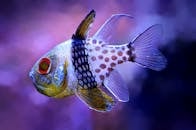 特写镜头中，充满活力的班盖红雀在紫色水族馆里游泳