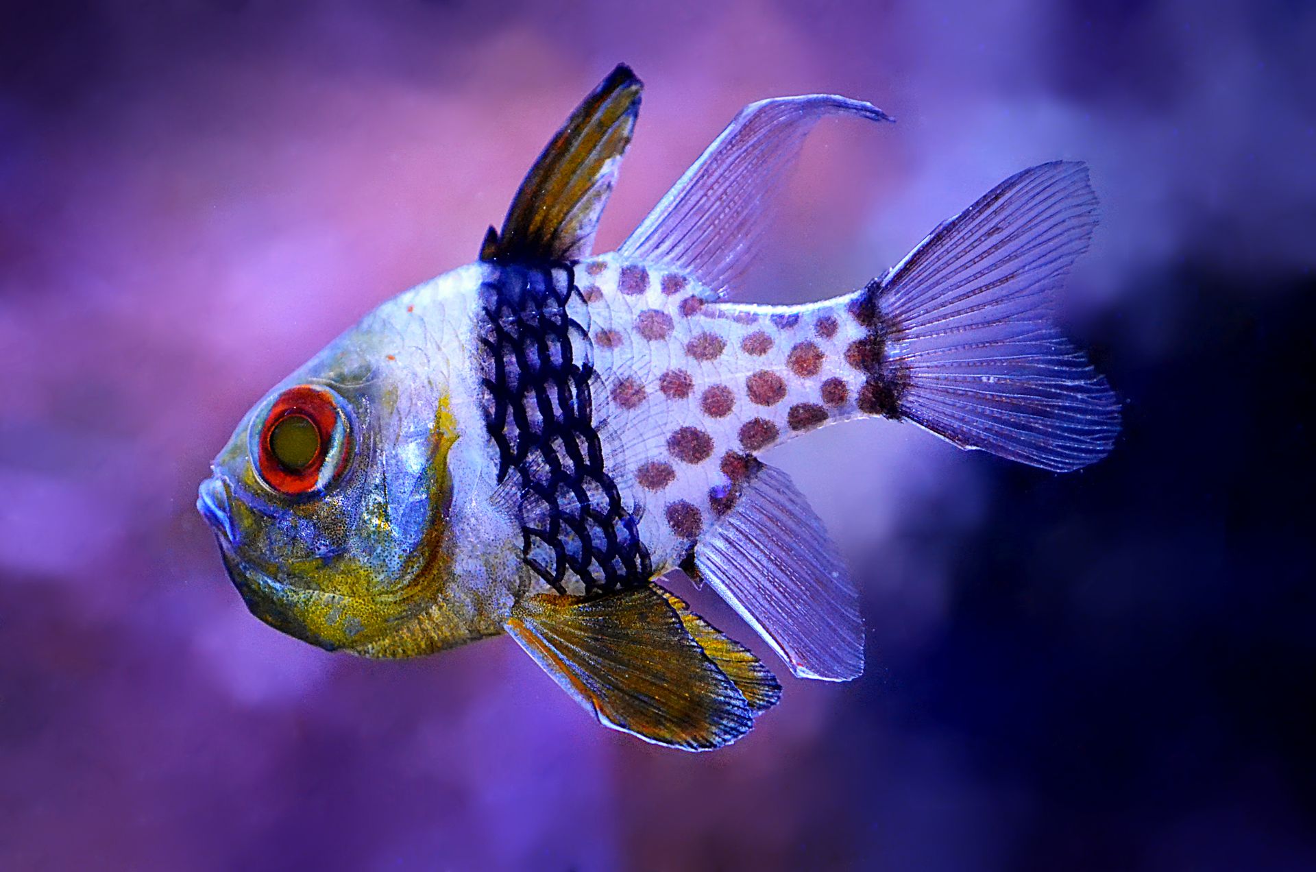 Close-up of a vibrant Banggai Cardinalfish swimming in an aquarium with purple hues.