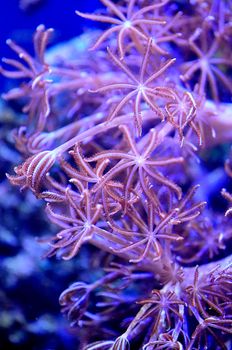特写镜头展示了水下珊瑚礁生态系统中充满活力的珊瑚，彰显了海洋生物的多样性