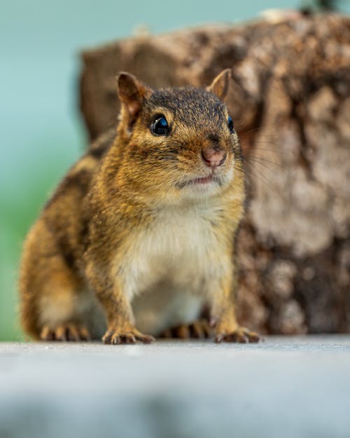 Free Close-Up Photo Of Squirrel Stock Photo