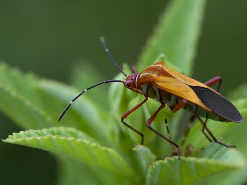 Gratis Foto stok gratis beetle, bertengger, fotografi makro Foto Stok