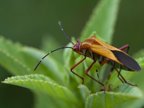 Free Close-up macro photo of a colorful beetle perched on a green leaf. Stock Photo