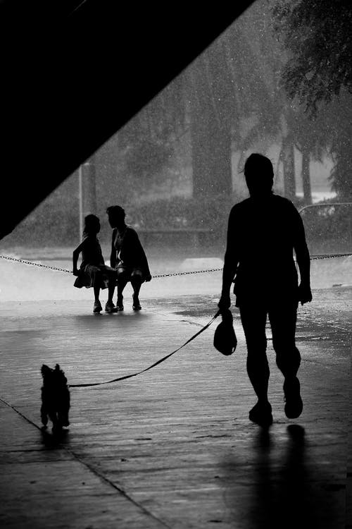 Silhouette of Person Holding the Leash of a Dog