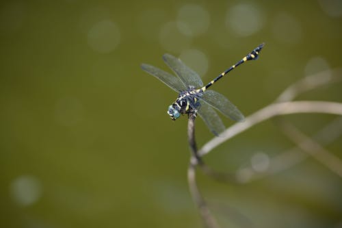 Kostenloses Stock Foto zu gehockt, insekt, insektenfotografie