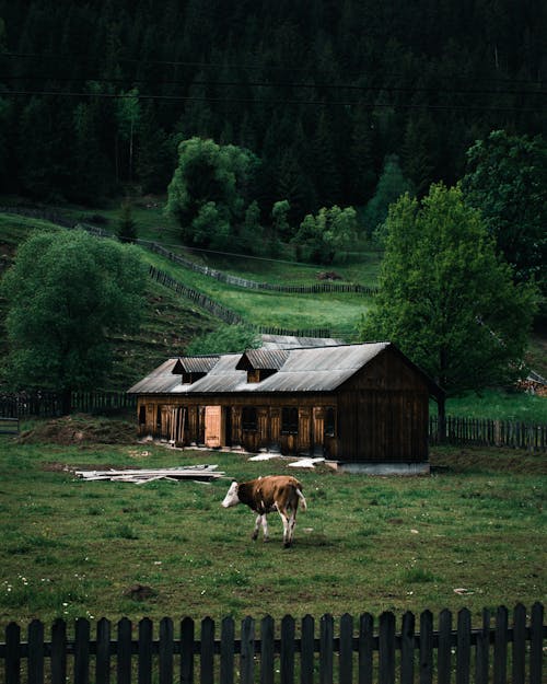 Бесплатное стоковое фото с деревянный забор, домашний скот, зеленые деревья