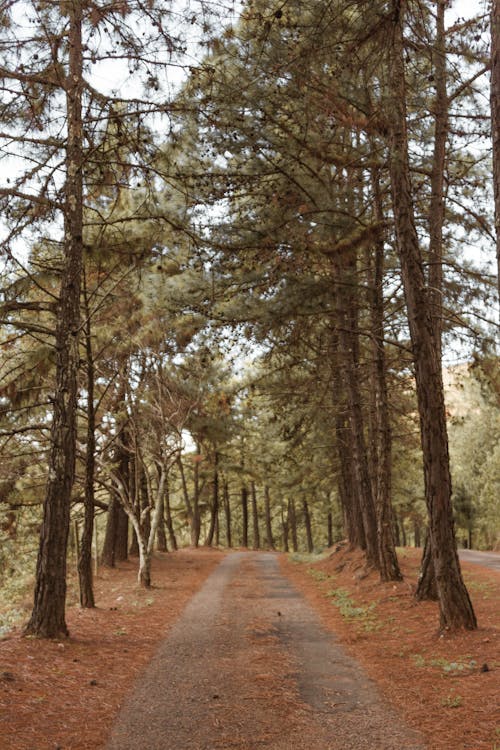 Free stock photo of camping, earth, nature