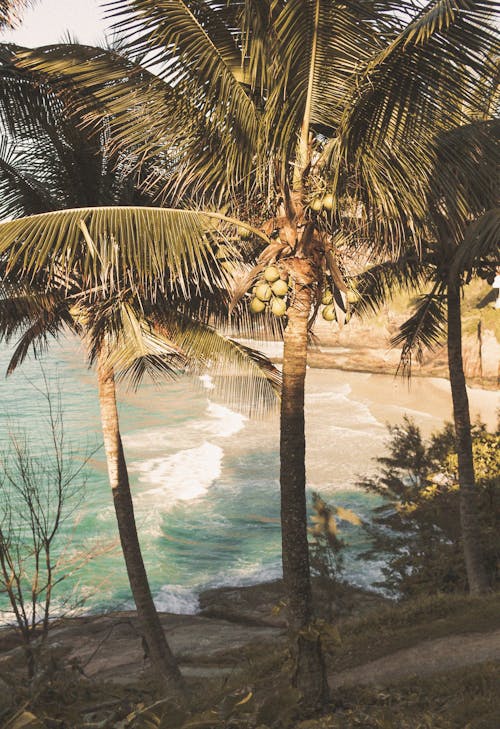 Photo Of Palm Trees During Dawn 